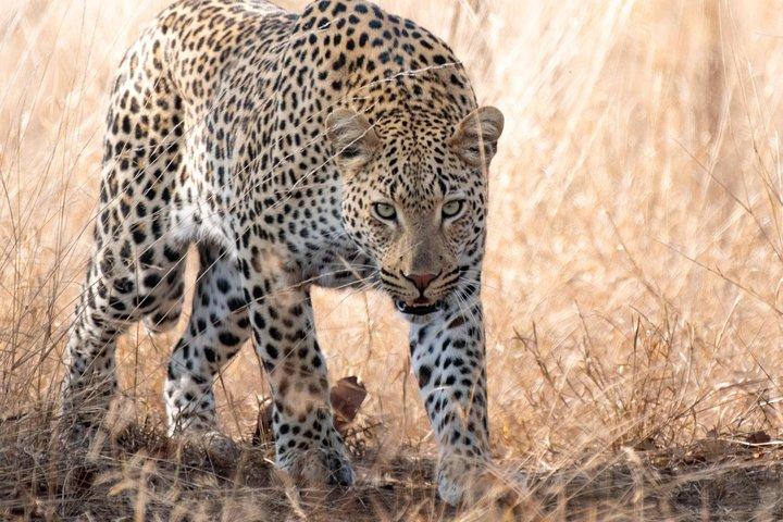 1 dag fotografisk vildmarkssafari från Hazyview till Kruger Park