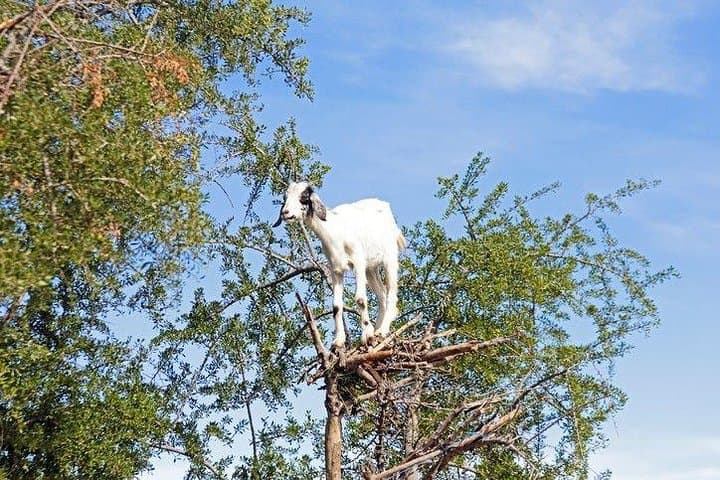 Agadir Excursion of goats in the argan trees & visit of the souk