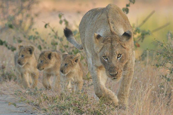 1 dag fotografisk vildmarkssafari från Hazyview till Kruger Park