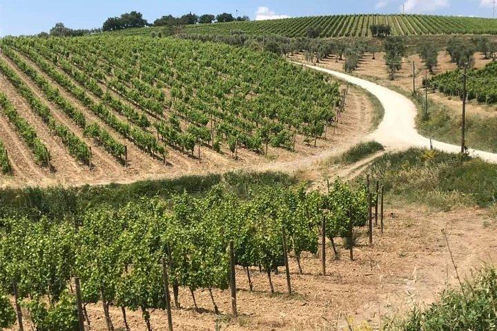 Lille gruppe Chianti-side vin tur med Mercedes V klasse van
