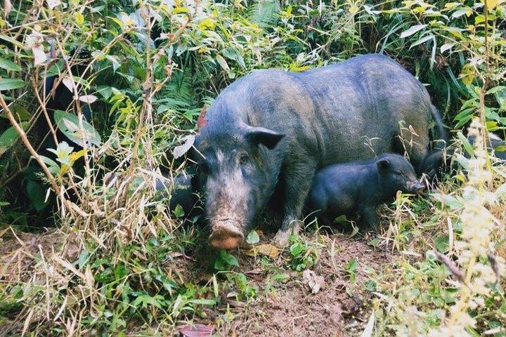 Upptäck risfält och naturen i Sapa - 1 dag
