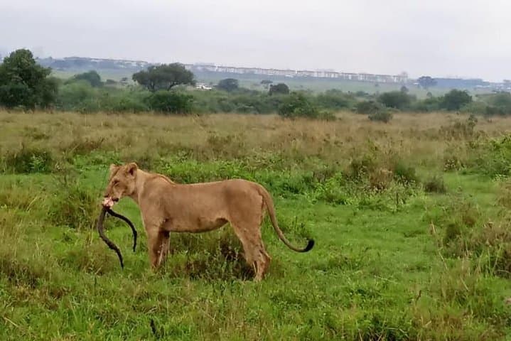 2 Days Masai Mara Budget Safaris