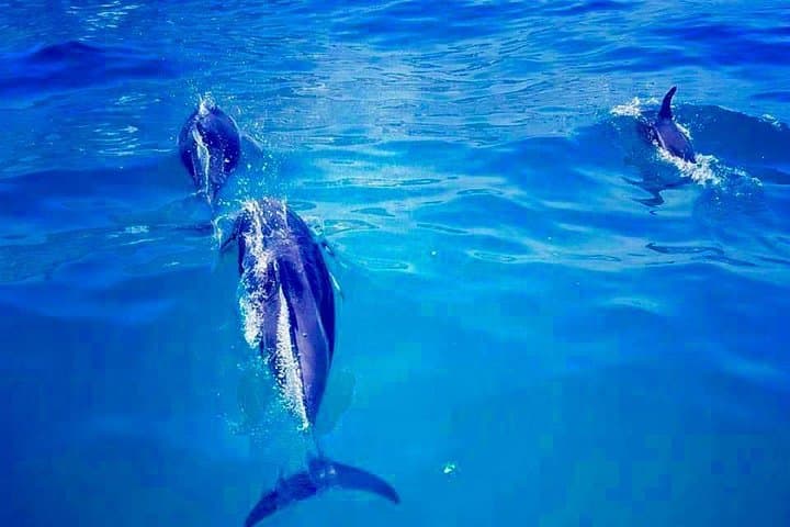 Cape Town Boat Trip