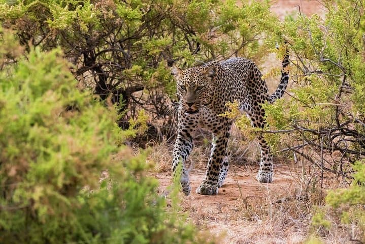 4 Days Ol Pejeta & Samburu National Reserve Safari
