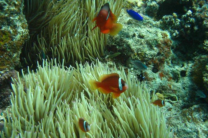 Schnuppertauchen - Whitetip Marine Adventures