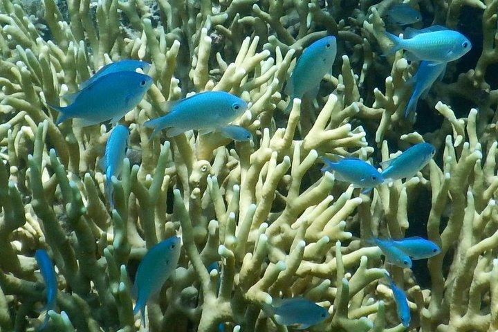 Schnuppertauchen - Whitetip Marine Adventures