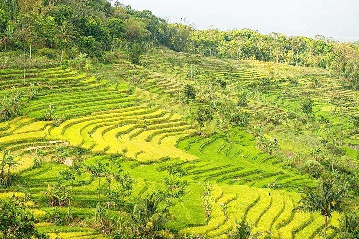 Yogyakarta : Les rizières en terrasses de Selogriyo hors des sentiers battus