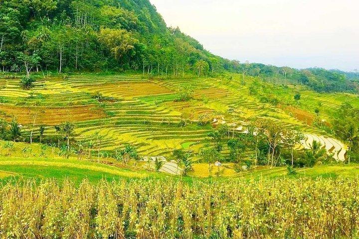 Yogyakarta : Les rizières en terrasses de Selogriyo hors des sentiers battus