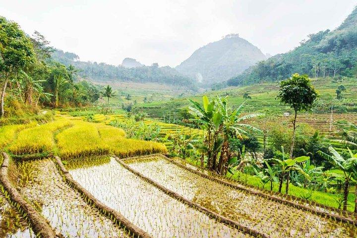 Yogyakarta : Les rizières en terrasses de Selogriyo hors des sentiers battus