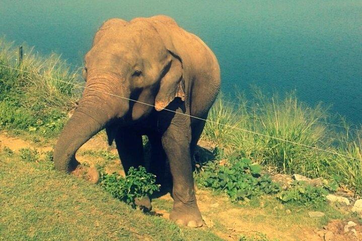 Visite guidée d'une journée du parc national Udawalawe au départ de Waskaduwa