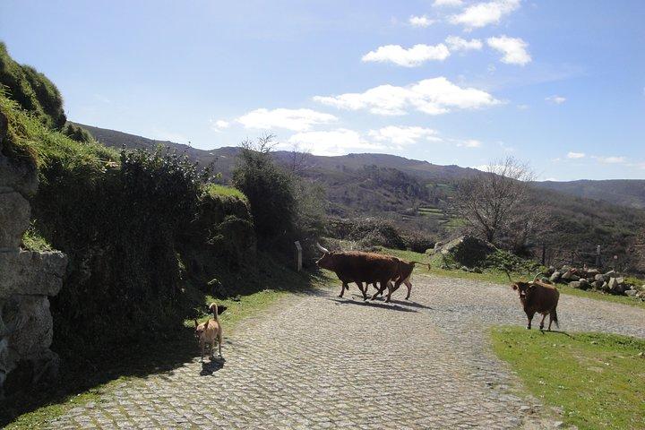 Nationalpark Peneda-Gerês - En tidsrejse gennem bjergene -