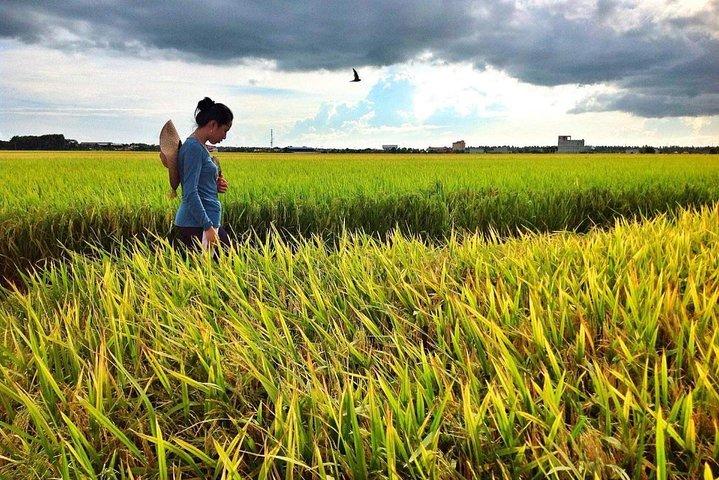 Tour di Sekinchan Paddy Field e Fishing Village da Kuala Lumpur