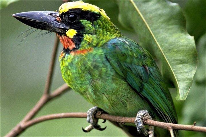 Excursão de observação de pássaros Phulchoki