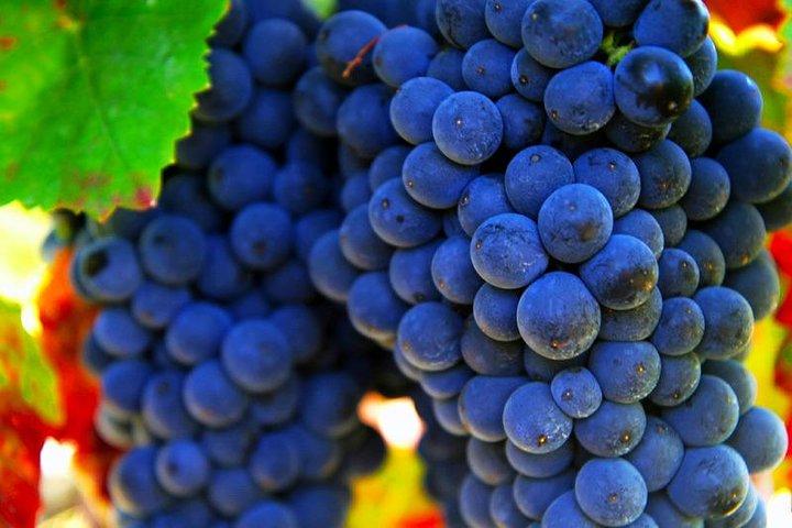 San Gimignano e Chianti Classico Tour privato enogastronomico da Siena