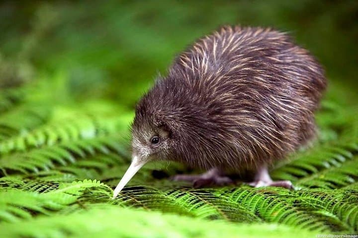 Private tour from Auckland - Waitomo Glowworm Caves, Zealong Tea & Kiwi Bird
