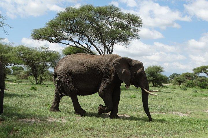 2 Days Safari to Tarangire NP & Ngorongoro Crater from Arusha