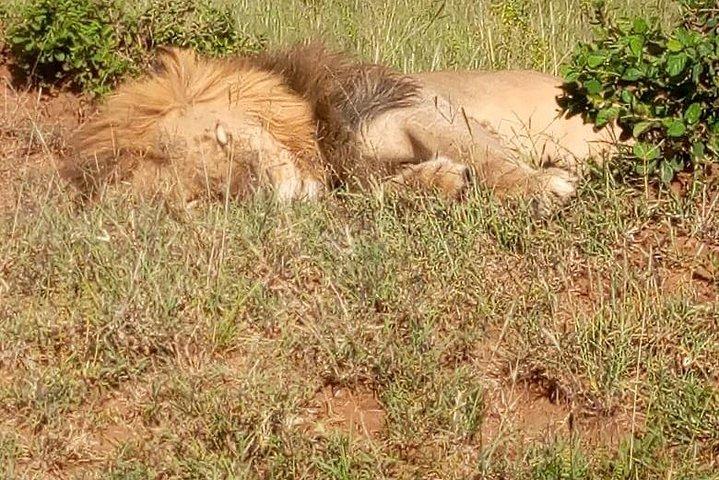 3 dagars budget hisnande safari i Maasai Mara, Kenya