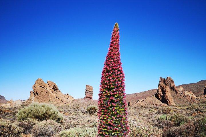 Parc national du Teide pour petits groupes