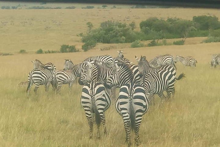 11 Days Guided Group Safari in Kenya And Tanzania