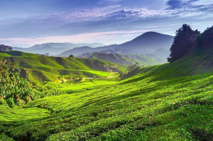 Cameron Highland Day Tour da Kuala Lumpur con pranzo Cibo locale