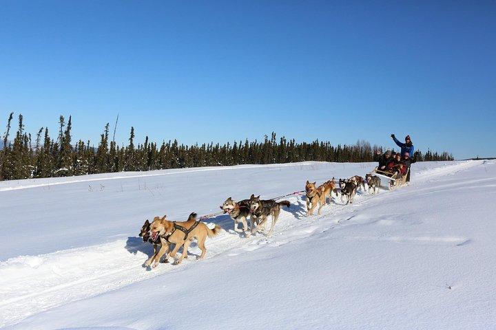 1 Std. Hundeschlittentour in Fairbanks (ohne Transport)