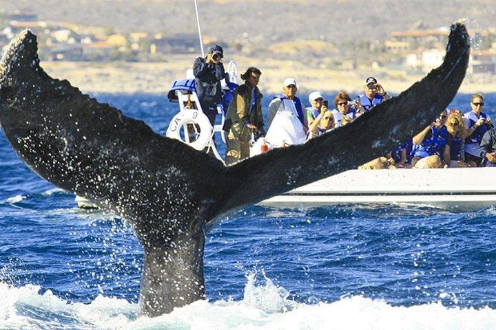 Hvalsafari på Cabos San Lucas Cruise og landtransport