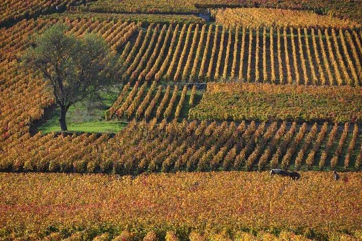 Privétour van een hele dag, 6 Premiers & Grands Crus, Het beste van Bourgondië