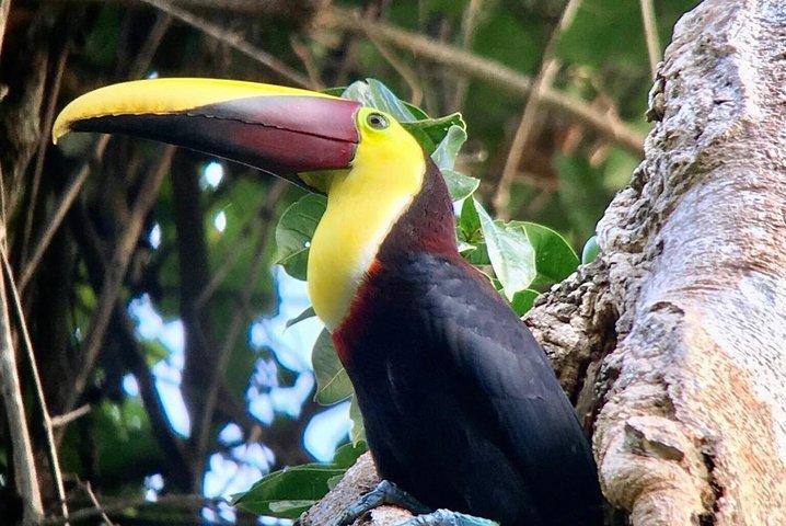 Manuel Antonio Nationalpark eftermiddags dyrelivsoplevelse