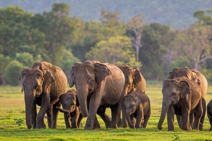 Parco Nazionale Kaudulla | Safari privato