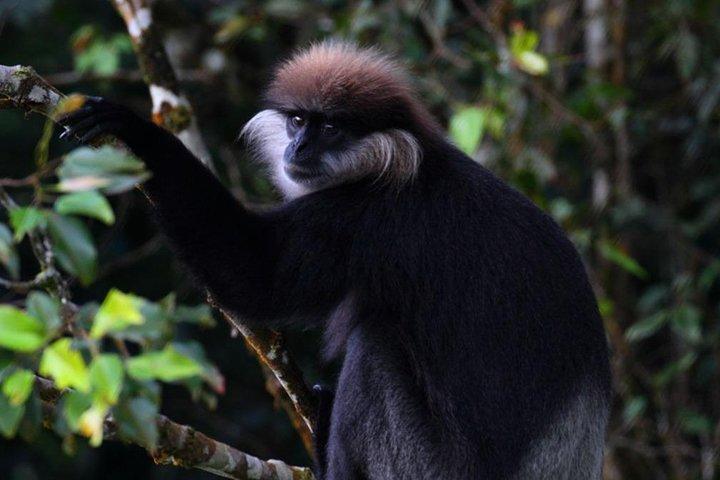 Sri Lanka Sinharaja Rain Forest Tour com transporte