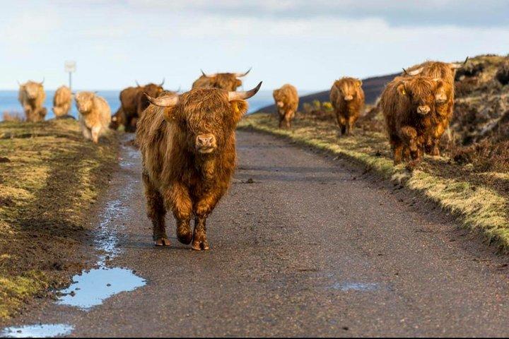 Private Stirling-Tour + Whisky-Destillerie + Loch Lomond