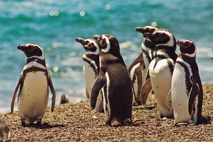 Peninsula Valdes Penguin Exploration & Punta Norte