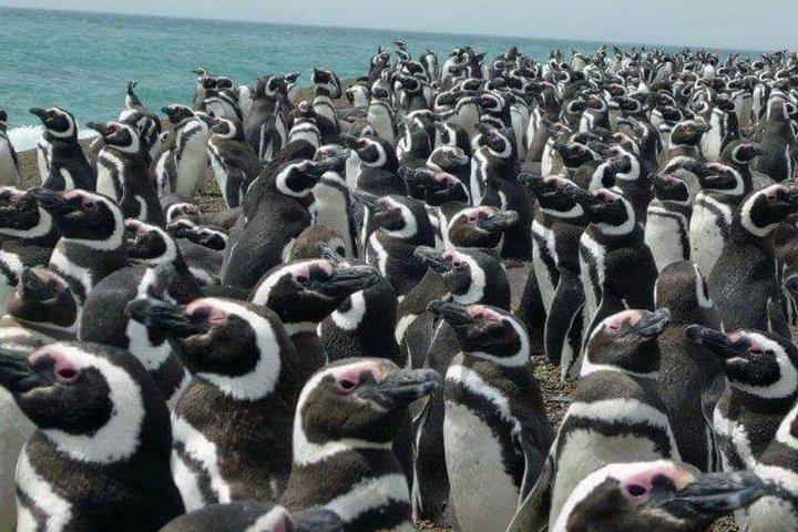 PUERTO MADRYN: Punta Tombo und Wanderung in der größten Pinguinkolonie Südamerikas