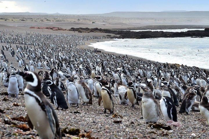 PUERTO MADRYN: Punta Tombo und Wanderung in der größten Pinguinkolonie Südamerikas