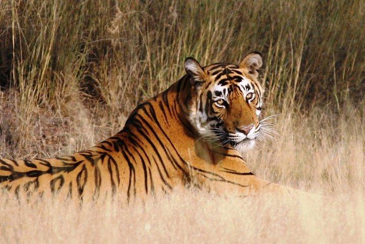 4 dagar: Guidad tur till Jaipur, Ranthambore, Udaipur