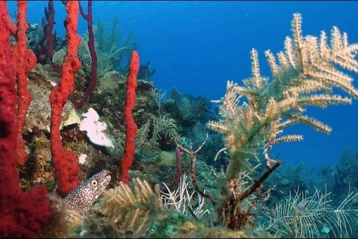 Aquatic Wonderland: Discover Meso's Magic"