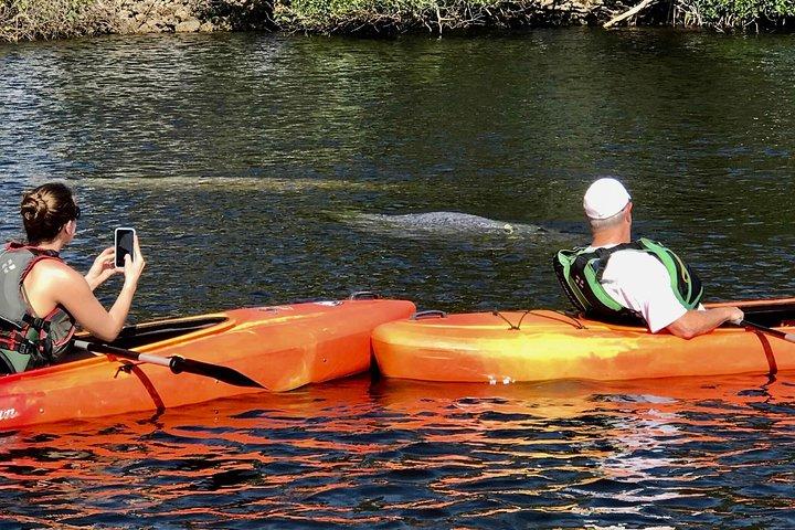 Manater och mangrovetunnlar Small Group Kajak Tour
