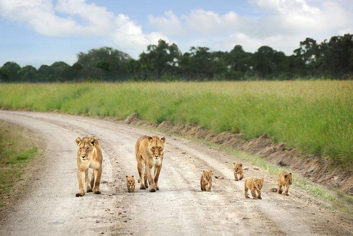 Nairobi National Park Afternoon Game Drive