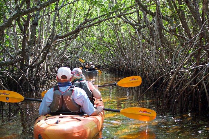 Manater och mangrovetunnlar Small Group Kajak Tour