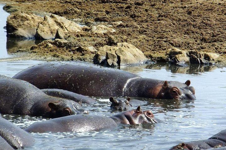 8 dage Great Wildebeest Migration - Mara River Crossing