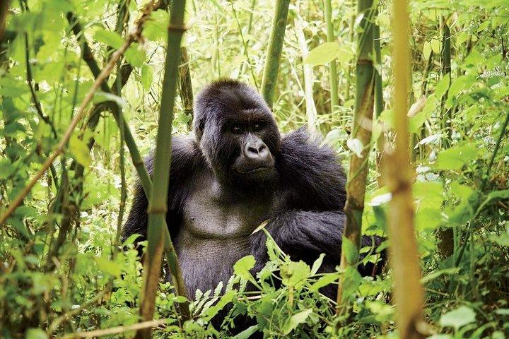 2 dage Uganda Gorilla Transfer fra Kigali