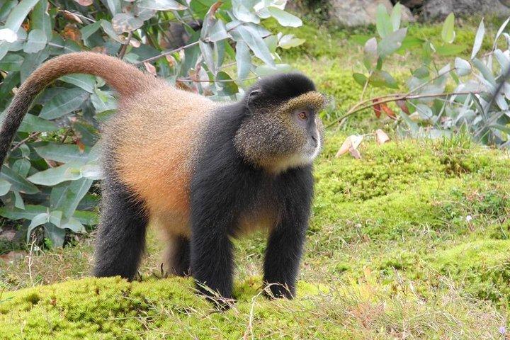Trek de três dias com gorila e macaco dourado