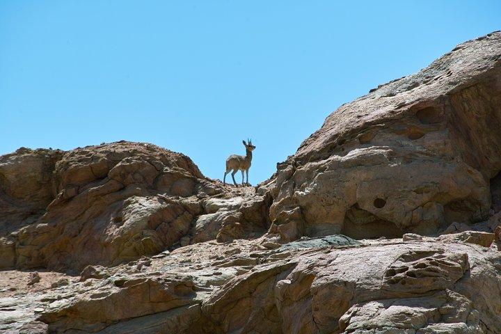 Swakop River Valley & Spitzkoppe Full Day 4x4 tour vanuit Walvis Bay