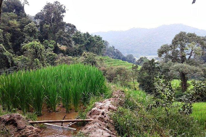 Doi Inthanon om eftermiddagen og vandring