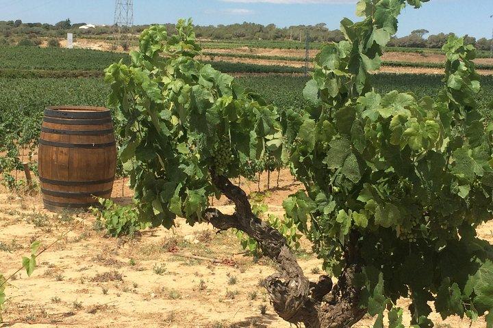 Wine tour - Regione vinicola di Penedes - (2 cantine incluse)