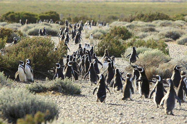 Puerto Madryn: HALBINSEL VALDÉS mit Besuch der Magellan-Pinguinkolonie