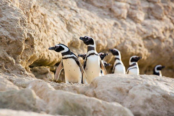Puerto Madryn: HALBINSEL VALDÉS mit Besuch der Magellan-Pinguinkolonie