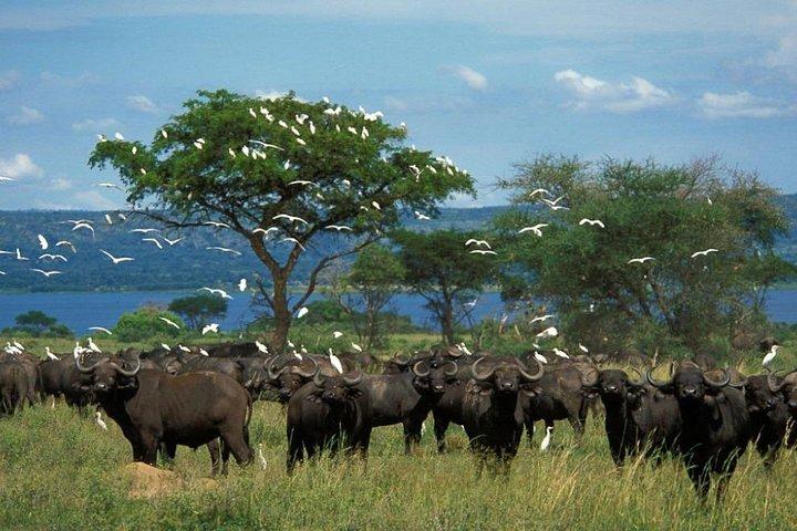 Refrescante de 3 dias no Parque Nacional de Murchison Falls