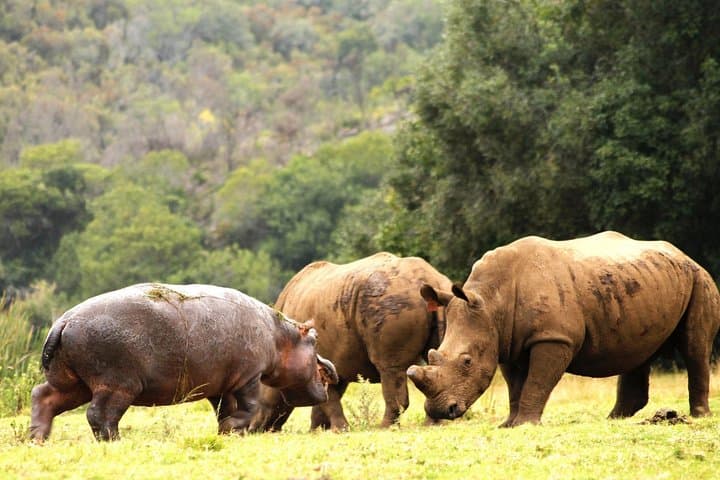 Cape Town - The best of Aquila Safari Full day Tour
