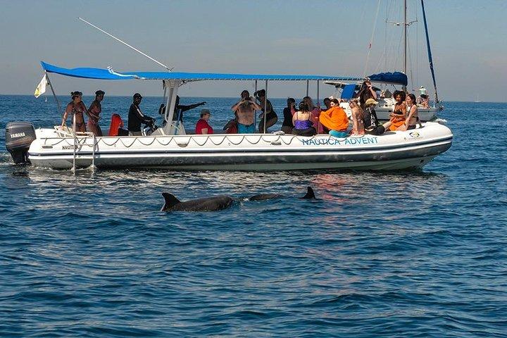 Osservazione di balene e delfini con un biologo a Puerto Vallarta